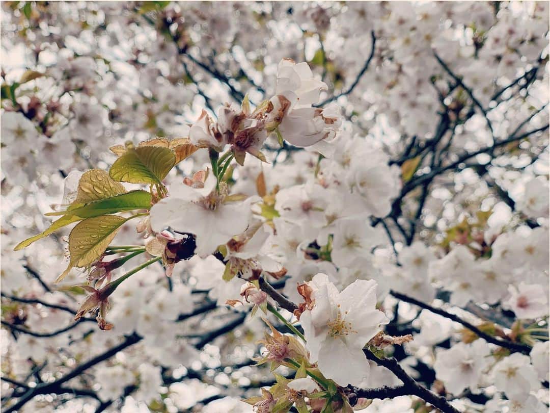PUSHIMさんのインスタグラム写真 - (PUSHIMInstagram)「#colors  #mymeditation  #cherryblossom  #ウイルスに気をつけろ #pushim」4月2日 11時23分 - shinoyama_pushim