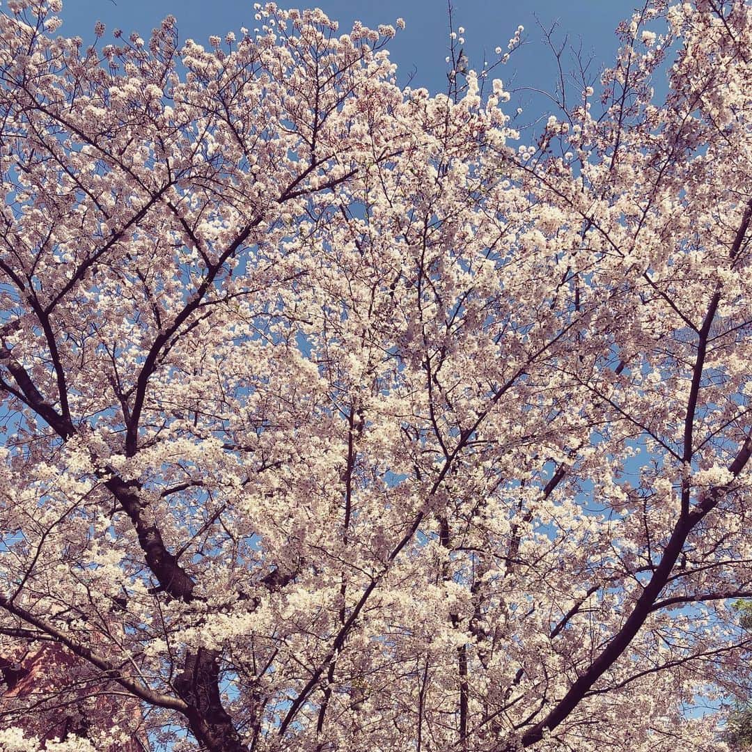 杉村友規のインスタグラム：「. いまのすべては 過去のすべて  いまのすべては 未来の希望 .  ジブメロはいつも救ってくれる 皆んな 頑張ろうね 🕊 .  年毎に 咲くや吉野の 山桜 木を割りて見よ 花の在りかを .」