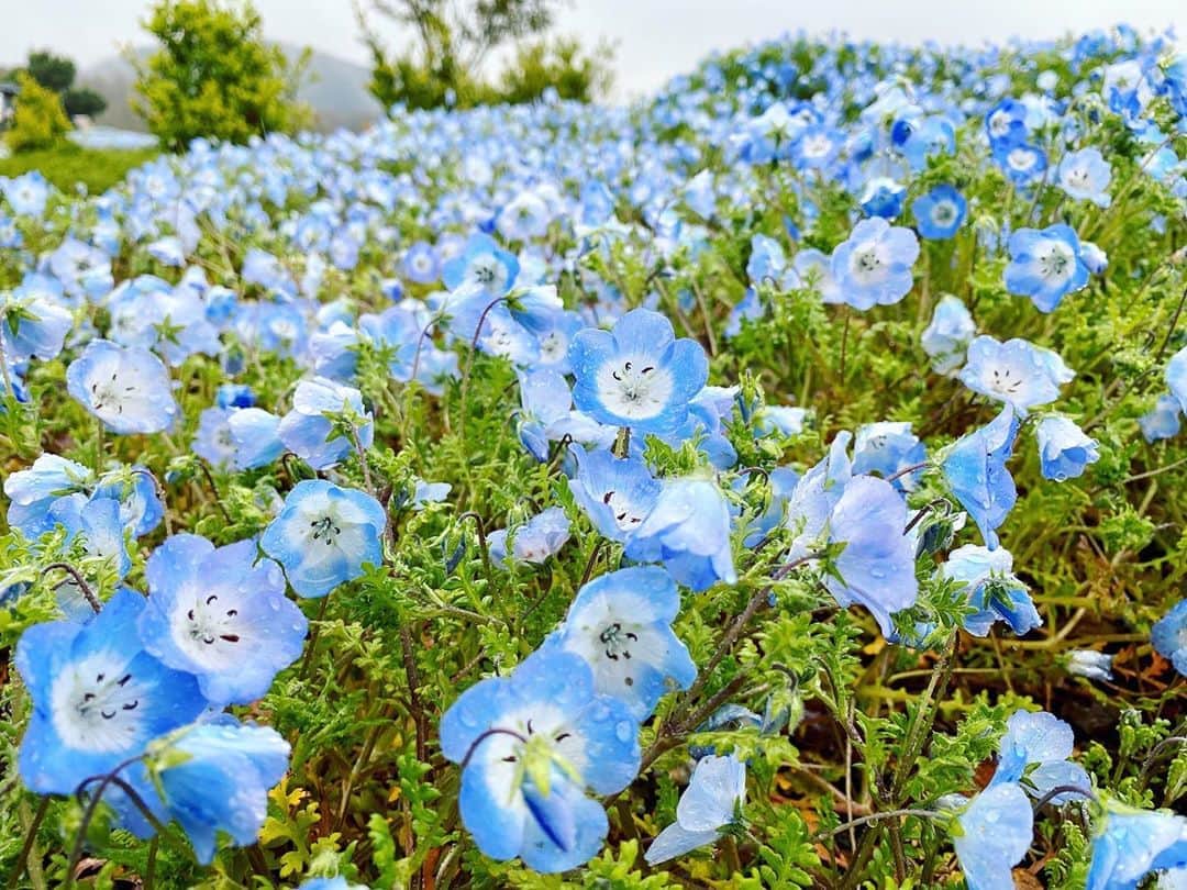 𝕟𝕒𝕞𝕚𝕔𝕙𝕒𝕟のインスタグラム：「﻿ ネモフィラの花言葉﻿ success everywhere🕊🍀﻿ " どこでも成功 "﻿ #自然  #植物  #花  #ネモフィラ  #nature﻿ #flower  #blue  #雨  #rain  #春  #spring﻿ #nature  #vegetation  #青  #ポジティブ﻿ #positive  #flower  #花言葉  #成功﻿ #地球  #earth  #successeverywhere」