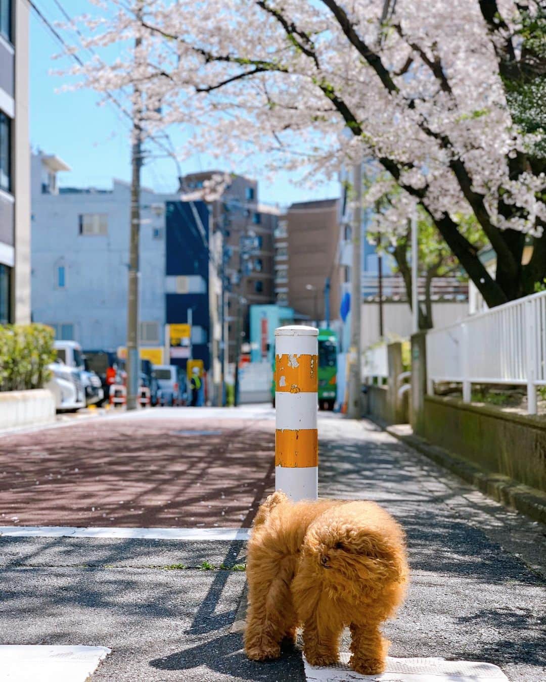 Yukari Imaiのインスタグラム：「🌸🌸🌸」