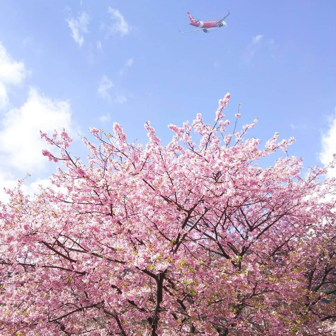 AirAsia (公式) さんのインスタグラム写真 - (AirAsia (公式) Instagram)「✈︎ さくら×エアアジア×飛んでいけ  #さくら #cherryblossom #エアアジア #飛行機 #travel #旅行好きな人と繋がりたい #写真 #写真好きな人と繋がりたい #タビジェニ #旅スタグラム #飛行機のある風景 #plane #avgeek #aviationlovers #aviation_lovers #lcc #airplane #aircraft」4月2日 12時47分 - airasia_jpn