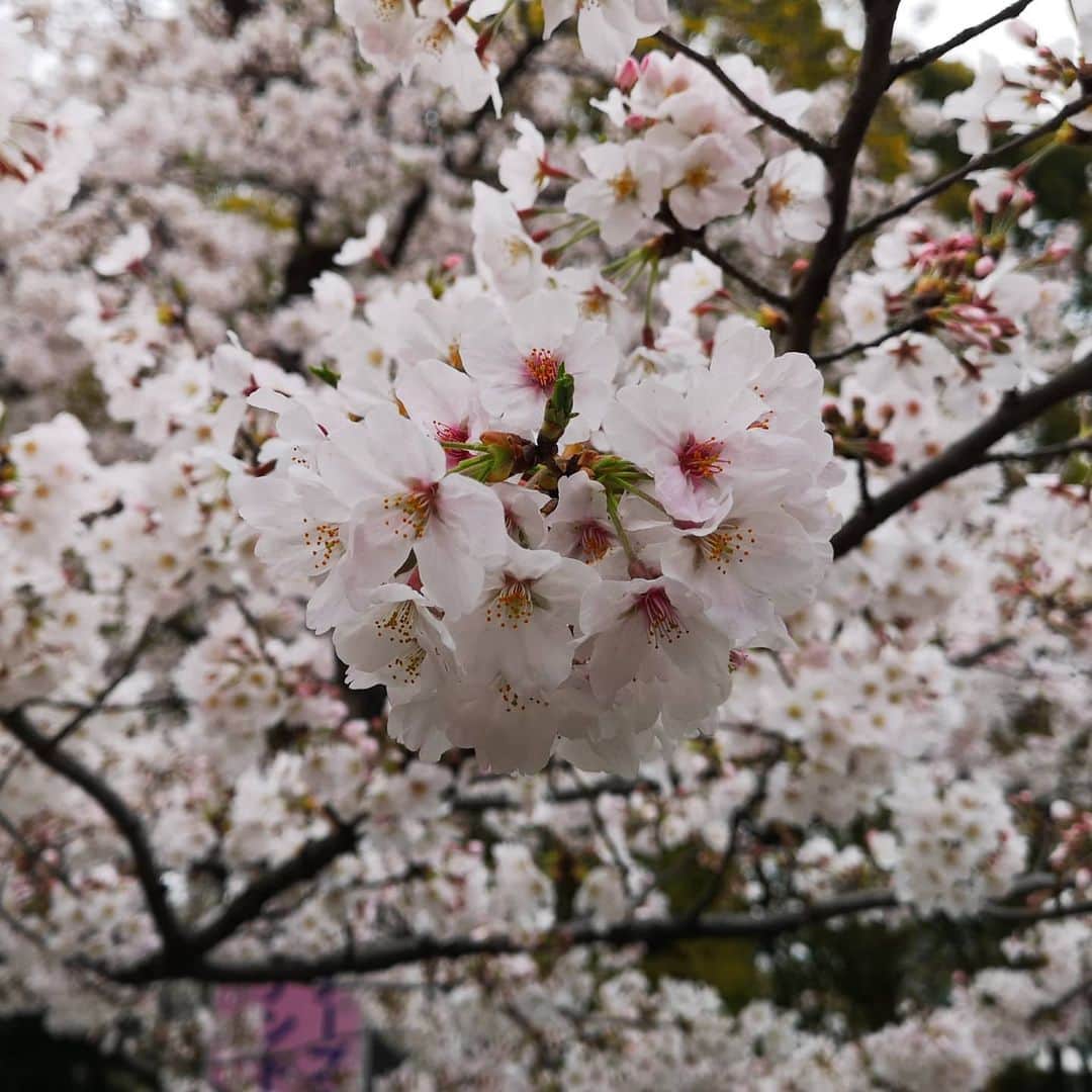 なだぎ武さんのインスタグラム写真 - (なだぎ武Instagram)「今日は楽しい収録。。 局の外にも桜が咲いてます。 OAはまた告知します😄」4月2日 12時49分 - nadagigigi