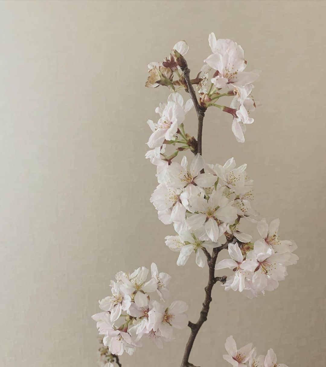 yukieのインスタグラム：「お家の桜が咲きました🌸 #flower #sakura #instagram #instagood #instalike #instapic #happy」