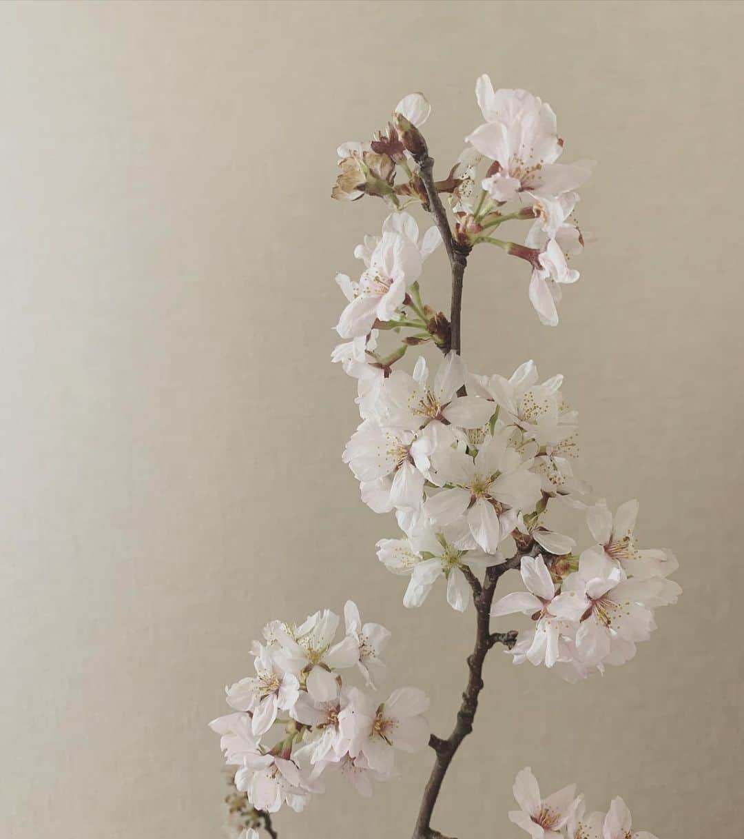 のインスタグラム：「お家の桜が咲きました🌸 #flower #sakura #instagram #instagood #instalike #instapic #happy」