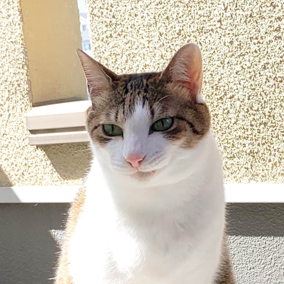 クマ・マロン・モモのインスタグラム：「なんか悪い顔してる…😒 ・ ・ ・  #猫 #cat #ねこ﻿ #catstagram #ilovecats ﻿ #猫と暮らす #保護猫﻿ #にゃんだふるらいふ﻿ #きじしろねこ」