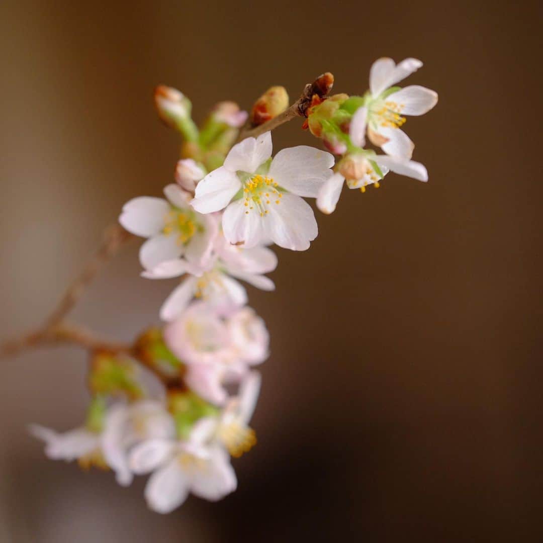 麻木久仁子のインスタグラム：「今日の東京は晴れ。風強し。 そろそろ葉桜です。  毎年、花見をしてきた。 と言ってもゴザを敷くでも飲食するでもなく、 桜並木をのんびり漫ろ歩く花見。  千鳥ヶ淵だったり、 目黒川だったり、 近所の並木道だったり。  特に乳がんを患ってからは、 毎年桜を見るたび、 「ああ、今年も桜が見られて嬉しいな。よかったな。」と、 しみじみ思うようになった。 おかげさまで再発もせず、元気に過ごしていることのありがたさが身にしみる。無事に過ごすことができた1年という時間がありがたい。  そして「今年の桜」を共に見ることなく逝った人のことを思う。  来年も花は咲くと人は言うが、その「来年の桜」が見られない人もいる。  今年は人混みを歩くことは控えた。  近所の花屋さんで買った490円のソメイヨシノで花見です。」
