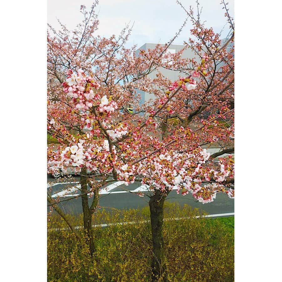 水戸悠夏子さんのインスタグラム写真 - (水戸悠夏子Instagram)「昨日から4月でしたね。  最近母が『あなた達忙しくて観る暇もないだろうから』と、私と妹に通勤路の桜の写真を毎日送ってレポートしてくれます。 あんまり上手に写ってないけど、そこがまた良い。笑  今年はみんなでお花見出来ませんが、そんな母の気遣いがとても嬉しく、なんだか泣きそうになりました。ありがとう。 早く皆さんが安心できる日々が戻ってきますように。それまで、それぞれが出来ることをコツコツと。 #桜#blossom」4月2日 13時12分 - mitoyukako