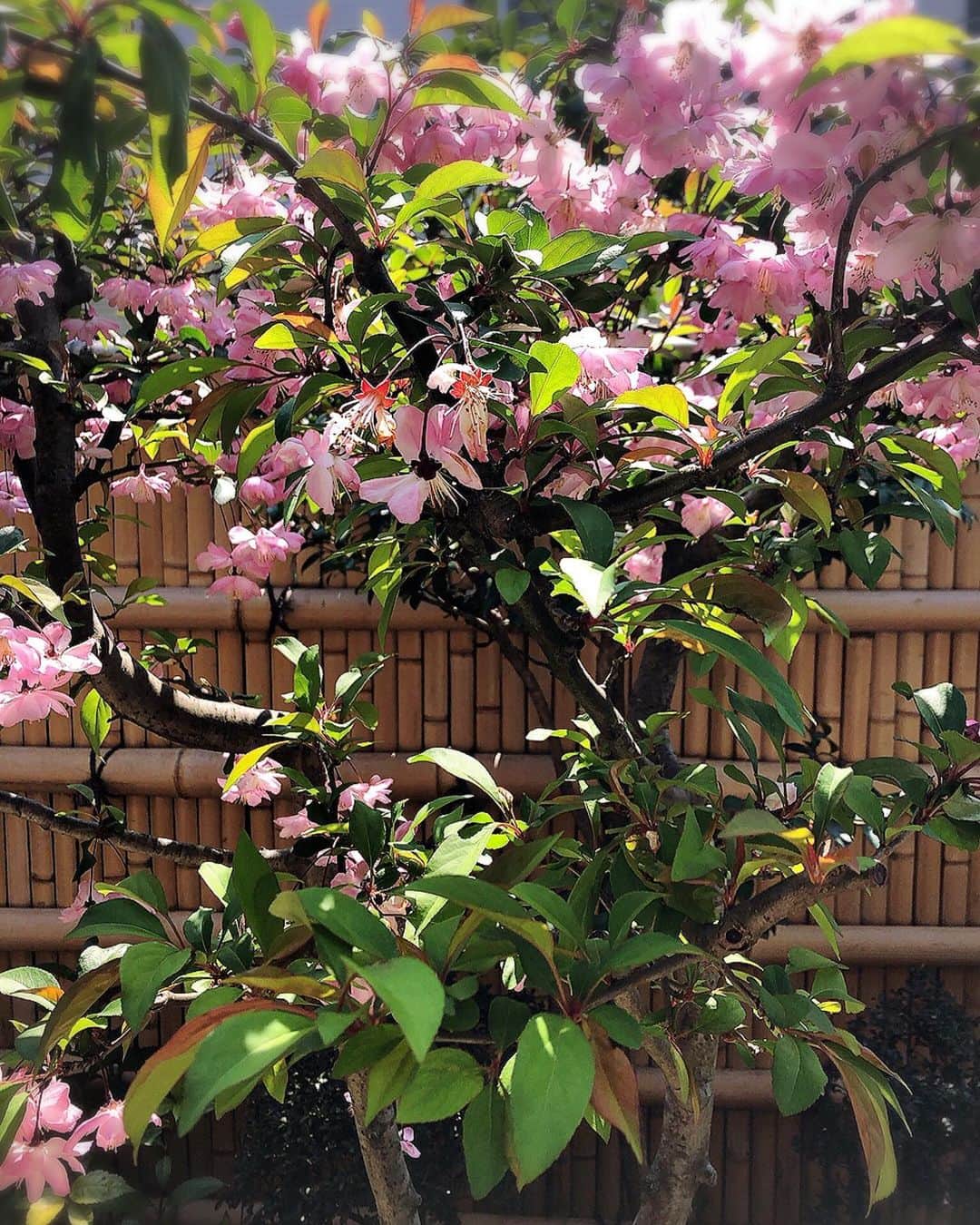 堂真理子さんのインスタグラム写真 - (堂真理子Instagram)「実家の桜も綺麗に咲いています🌸今日の東京は昨日の冷たい雨から一転、爽やかに晴れて暖かいです。今日も頑張りましょう！ 明日は10:55頃〜の「ワイド！スクランブル」のピックアップニュースコーナーを担当予定です。よろしくお願いします😊 　#桜　#晴れ　#暖かい　#大下容子ワイドスクランブル　#ワイドスクランブル　#ニュース　#堂真理子　#テレビ朝日　#アナウンサー」4月2日 13時13分 - mariko_do