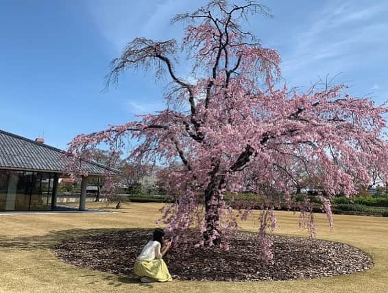 池端美悠のインスタグラム：「新年度スタート!! 中学校生活もあと1年 春休み中に見に行った梅や桜がキレイでした^^」