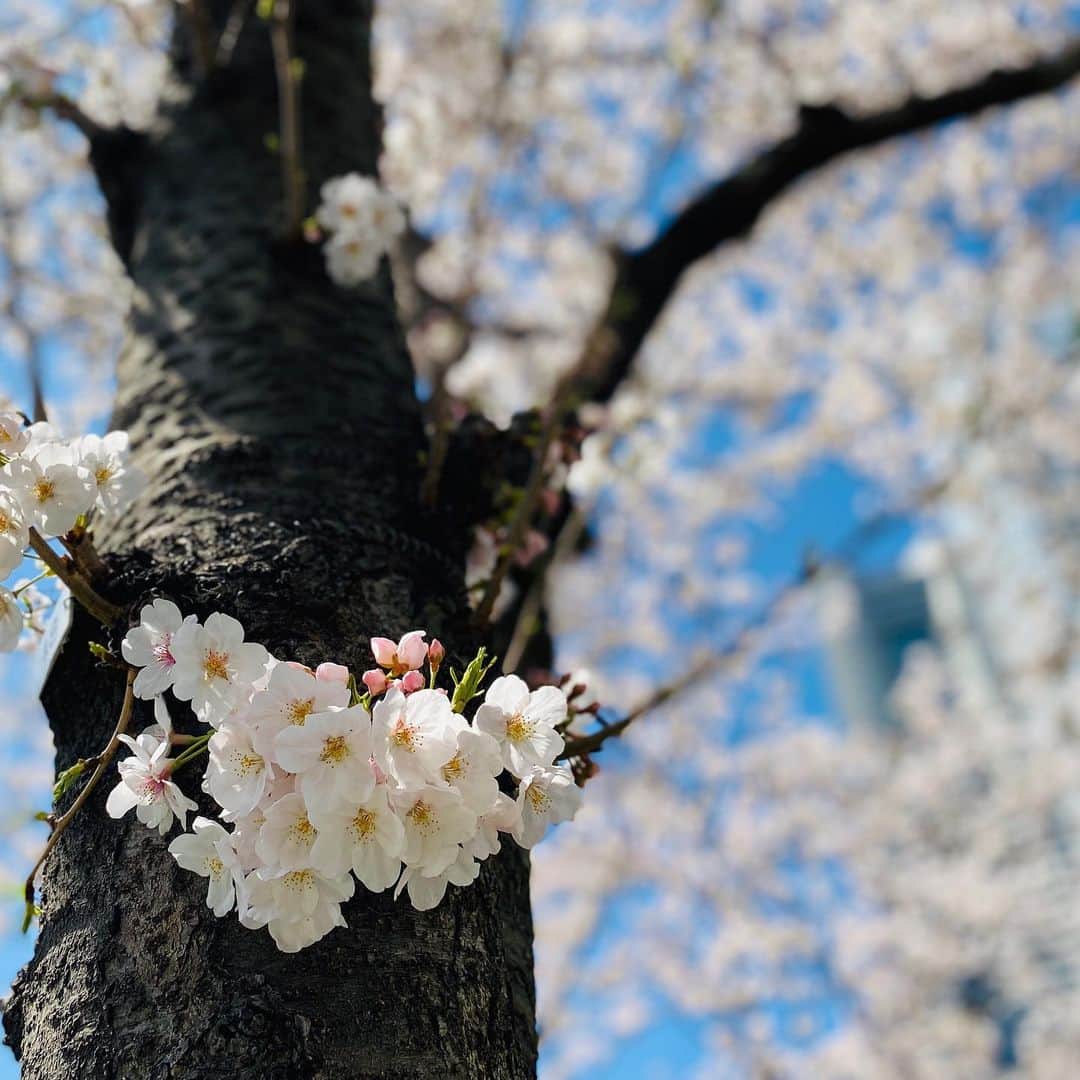 横浜ベイホテル東急［公式］さんのインスタグラム写真 - (横浜ベイホテル東急［公式］Instagram)「/ 久々の青空にみなとみらいの桜も 華やぎを増しています のんびりと空を見上げながら過ごす 癒しのひとときです🌸 . #ベイ東急de春さんぽ  インスタキャンペーン実施中！ @yokohamabayhoteltokyu の公式サイトをご覧ください . #桜 #さくら #春  #みなとみらい21  #さくら通り #お花見 #青空  #横浜ベイホテル東急  #横浜 #みなとみらい  #みなとみらい線フォト散歩  #にしまろ探検隊  #cherryblossom  #spring #flowers #sky #yokohamabayhoteltokyu #yokohama #japan  #luxuryhotel #myyokohama」4月3日 0時49分 - yokohamabayhoteltokyu
