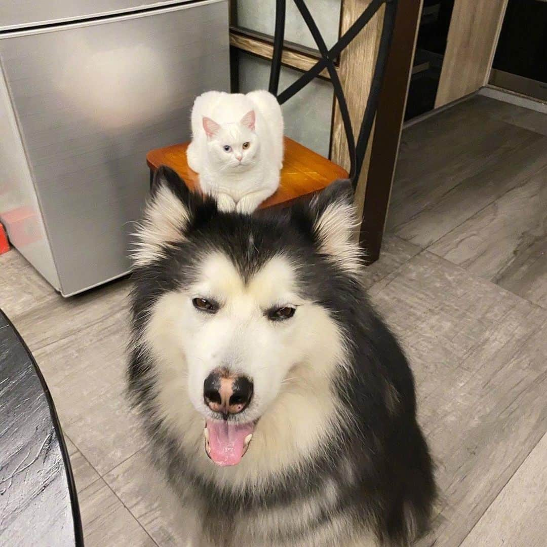 husky and malamuteさんのインスタグラム写真 - (husky and malamuteInstagram)「In special times, please take care of your Alaskan dogs while you protect yourself. Best wishes to all of us.❤❤ Pic from weibo：大锅只是喝醉」4月3日 0時45分 - alaskandaily