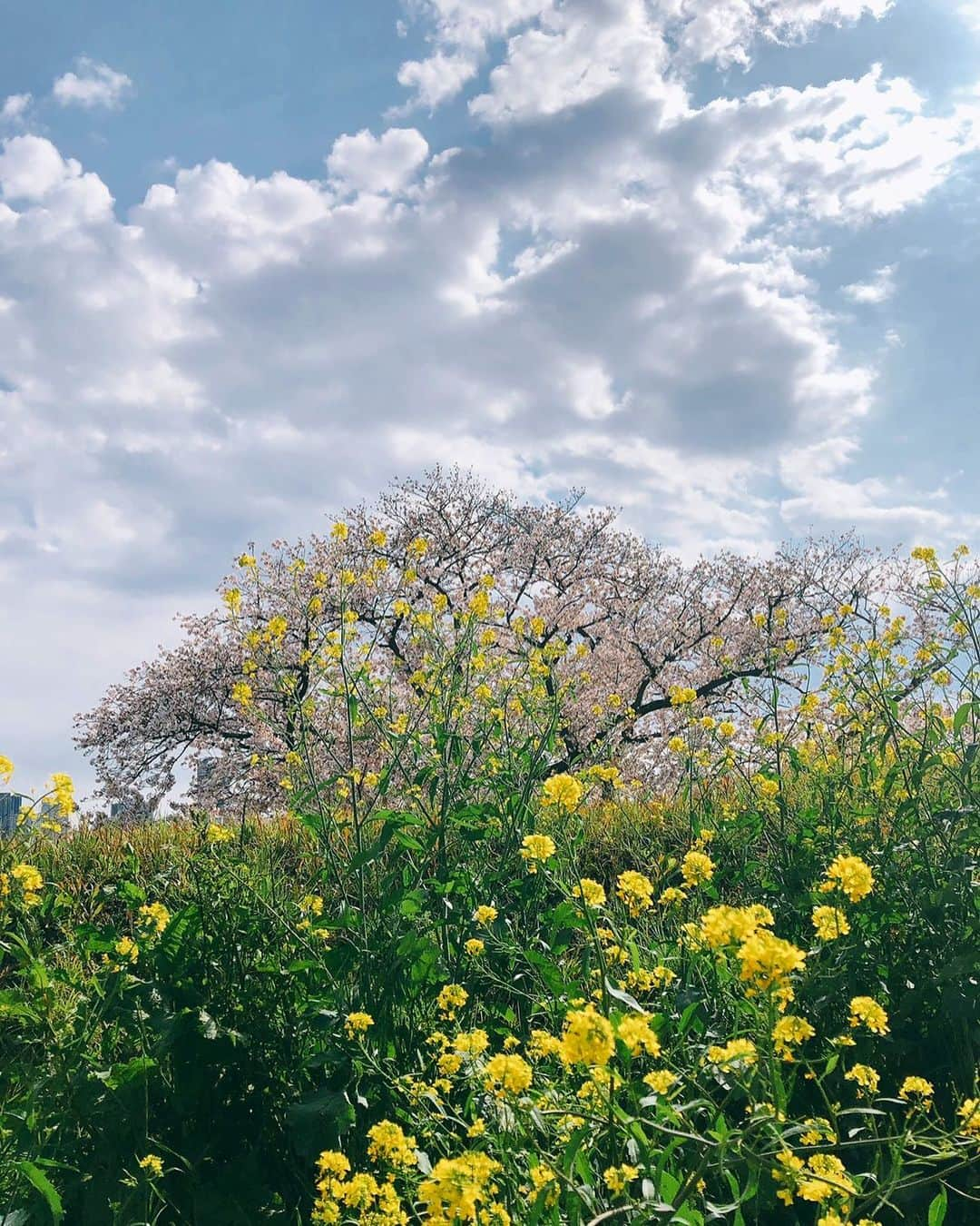 棚橋弘至さんのインスタグラム写真 - (棚橋弘至Instagram)「ハナの散歩中に娘が撮った1枚。春って感じ🌸」4月2日 23時17分 - hiroshi_tanahashi