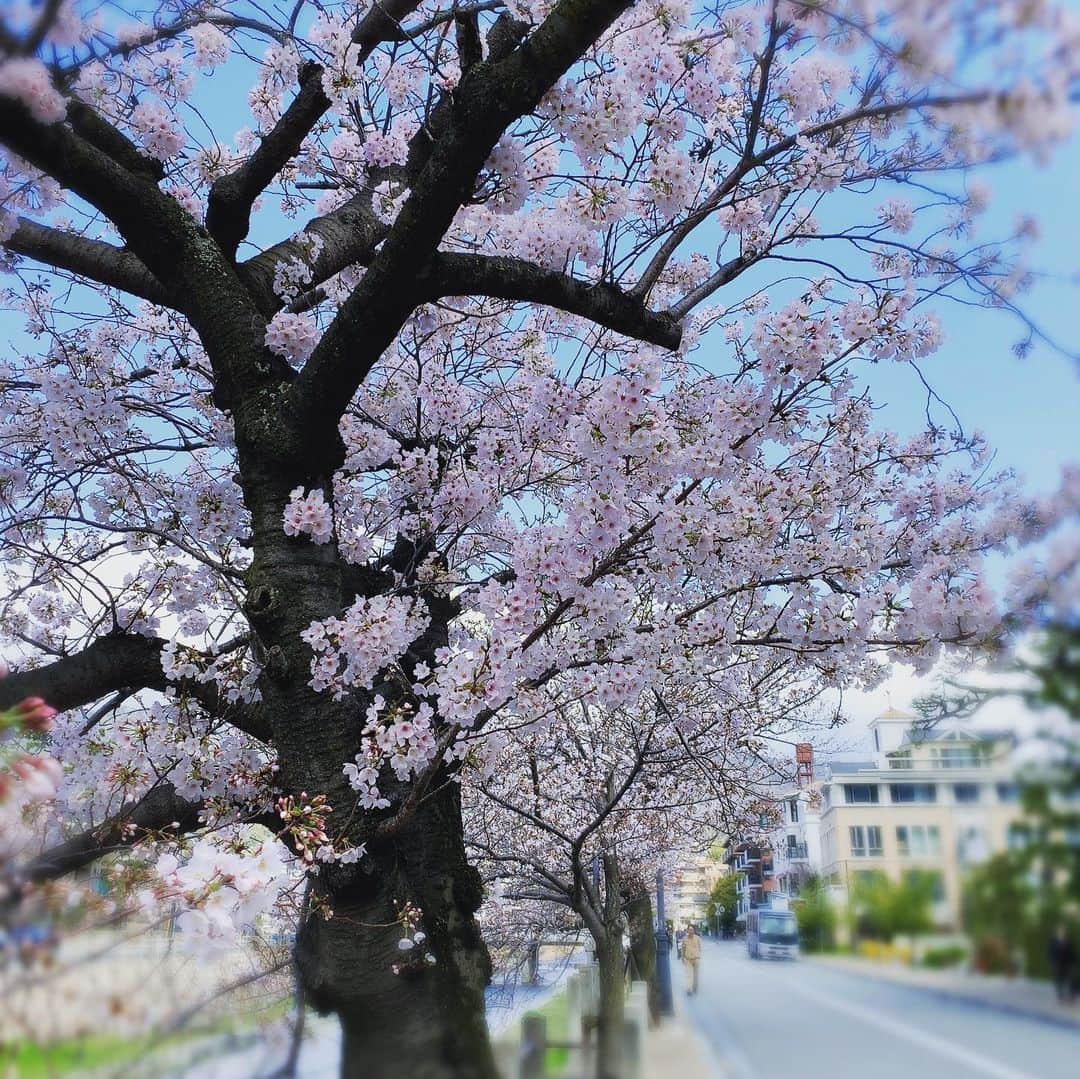 森夏子さんのインスタグラム写真 - (森夏子Instagram)「出勤前に駅前の桜🌸  今年は静かに咲いてます。 来年はみんなで来れるように 今が踏ん張り時💪  #stayhome が合言葉❤️ Challenge trying to help over a billion people around the world to stay home 🏡  #stayhome  #stayhomechallenge  #thanks to health heroes 🦸‍♂️ 🦸‍♀️ #家にいよう #みんな大好き❤️」4月2日 23時30分 - natsusora72