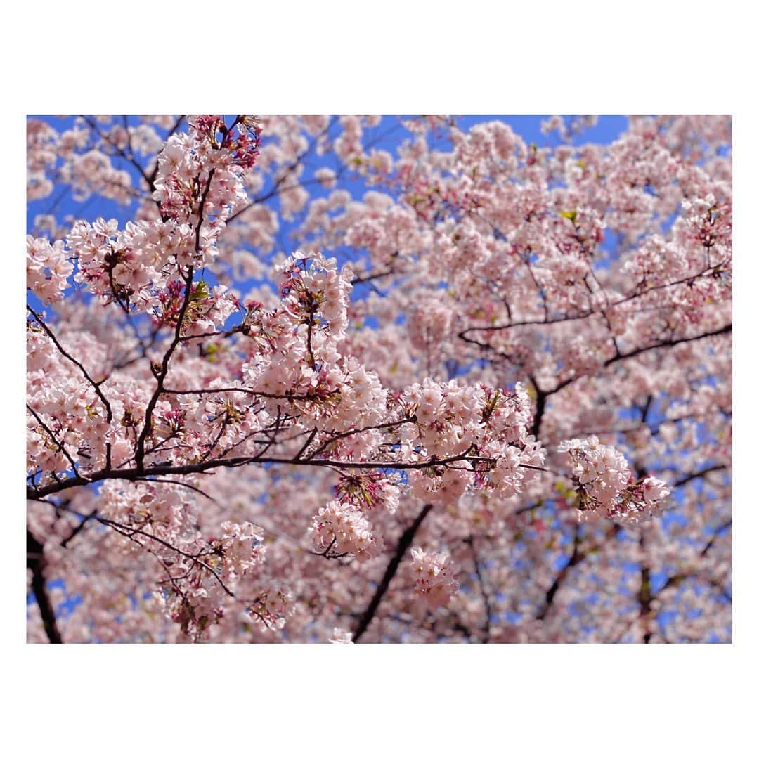 春日望さんのインスタグラム写真 - (春日望Instagram)「﻿ ﻿ やっとちゃんと見れた﻿ おすそわけ﻿ ﻿ present for u 💌﻿ ﻿ #🌸」4月3日 0時01分 - nozomi_ka