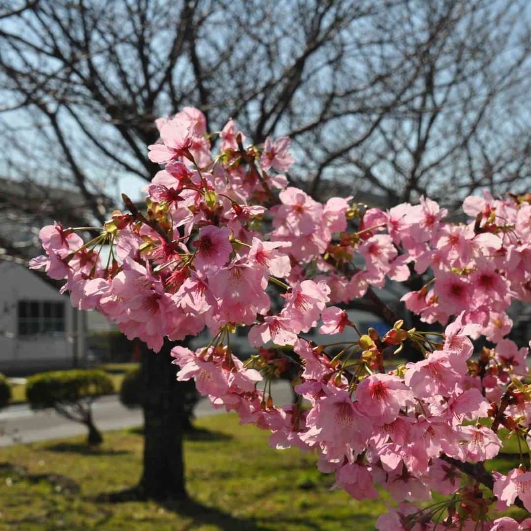 海上自衛隊さんのインスタグラム写真 - (海上自衛隊Instagram)「【バーチャル花見】 新型コロナウイルス感染防止のため、お花見を自粛されている方々へ、海上自衛隊が各地の桜の風景をお届けしています。 本日は、大村航空基地（長崎県大村市）の桜です。  #バーチャル花見  #エアー花見  #がんばろう日本」4月2日 15時47分 - jmsdf_pr