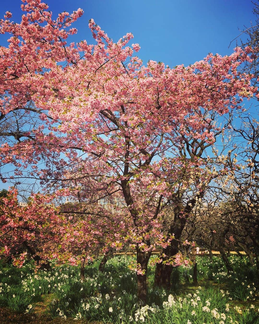 アキラ・コンチネンタル・フィーバーのインスタグラム：「#stayhome #2月撮影 #新宿御苑  #shinjukugyoen  #japan #梅　#桜　#sakura」
