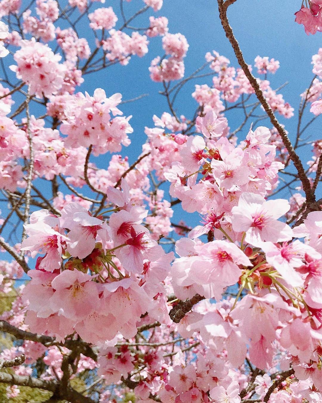 のインスタグラム：「ゆっくりお花見🌸したいものの、今は通勤時だけ。 それでも綺麗だなぁ凄いなぁと思う見事な開花に脱帽です🤲 (正直なところ桜・梅・桃の区別が全く分からん) . #開花 #春だね」