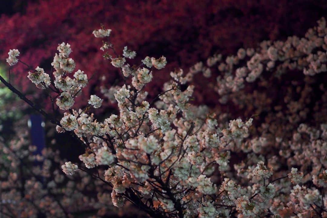 AO のインスタグラム：「🌸 #夜桜#桜#春#オリンパス#ミラーレス一眼#オリンパスペン#olympus#olympuspen#sakura#camera#photography」
