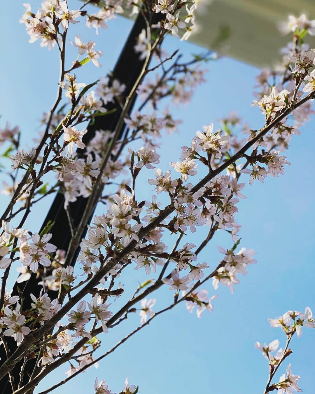 八木早希さんのインスタグラム写真 - (八木早希Instagram)「おうちにて、お花の下で一休み🌿  #おうち時間 #おうち花見」4月2日 16時28分 - sakiyagi