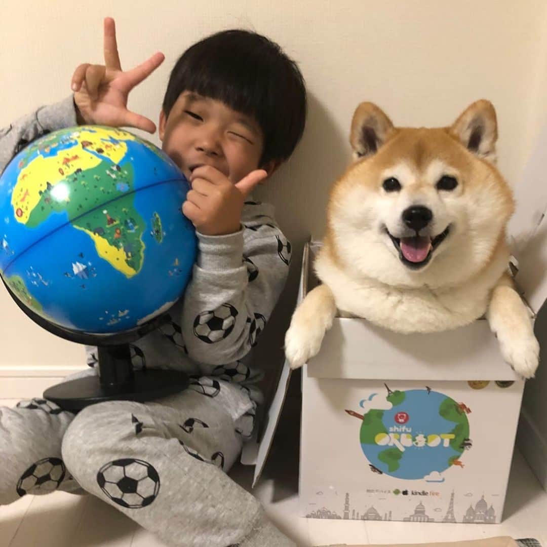 いなりさんのインスタグラム写真 - (いなりInstagram)「@globalasiapartners さんの地球儀きましたー！待ってましたー！！ コロナウイルスでライくんはほとんど家にいるので…スマホを使って地球儀を覗いて遊んでいます♡ ✩.*˚ スマホにアプリを入れて、クイズをやっているけど…ライくんバカだからわからない…もはやお母さんが勉強してます！ この家にいる時間にひらがなの練習したり地球儀で勉強して天才になる予定だよ〜♡ ✩.*˚ #柴 #しば #しばいぬ #日本犬 #いぬバカ部 #shiba #shibainu  #shibadog  #shibarbucks #shibastagram #japanesedog #shibainulife  #ママ #子育て #育児 #地球儀 #知育玩具 #ママガール #mamagirl #iPad #おもちゃ #おしゃれ #プレゼント #インテリア #小学生 #幼稚園 #保育園 #shifu #orboot」4月2日 16時38分 - shibainuinari