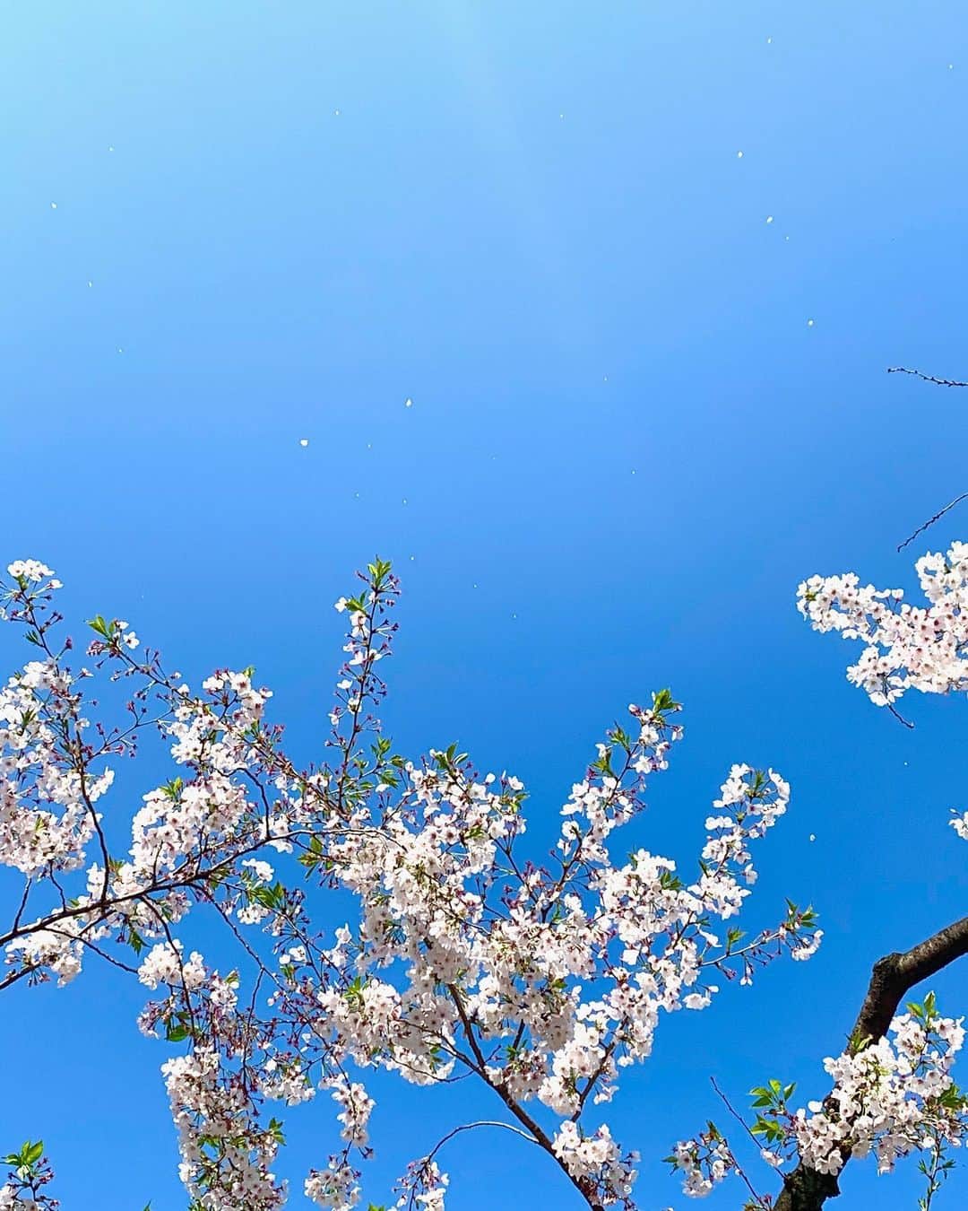 スガシカオさんのインスタグラム写真 - (スガシカオInstagram)「‪早朝の突風で、桜はかなり散り気味‬ ‪  花びら舞う東京の青空 ‬ ‪危機的状況を一瞬忘れて見入ってしまった‬ ‪  みんなの無事を、願っています…‬」4月2日 16時52分 - suga_shikao