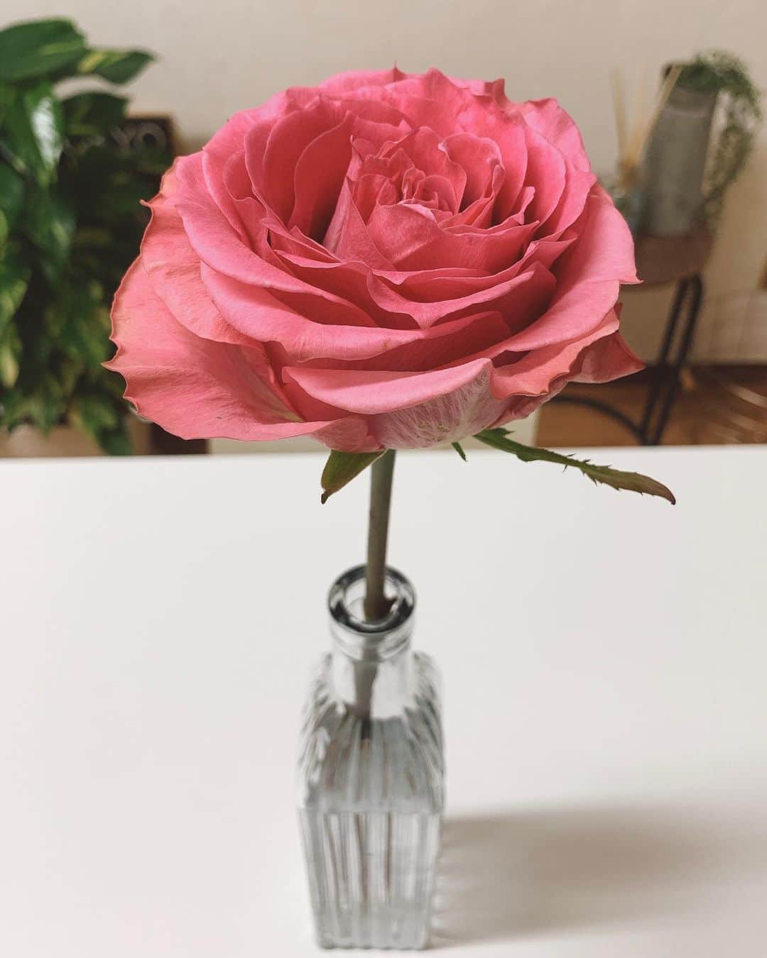 橘花梨さんのインスタグラム写真 - (橘花梨Instagram)「お客様からいただいたお花、早々に１本抜いて持ち帰り、ずっと飾っていたのです🌷癒されるう。#花のある暮らし」4月2日 16時55分 - tachibana_karin