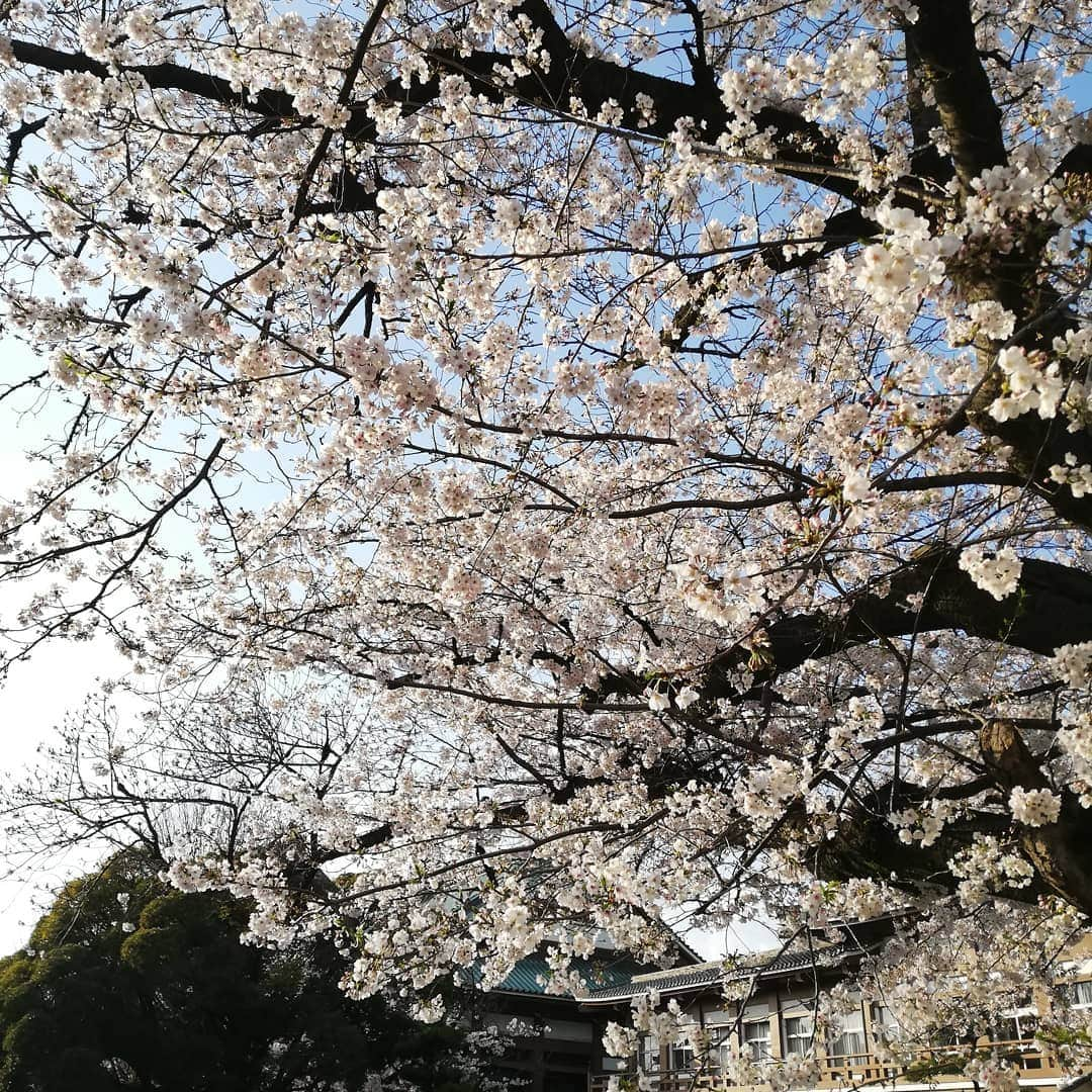 佐藤裕二さんのインスタグラム写真 - (佐藤裕二Instagram)「名古屋と岐阜で、ソメイヨシノの満開が発表されましたね。  メ〜テレのお隣り東別院の桜です。 職場のすぐ近くに、こんなに見事な桜のある幸福を噛みしめる春。  #桜 #ソメイヨシノ #満開  #名古屋市 #岐阜市  #名古屋の桜 #東別院 #春 #桜の名所 #夕映え #避けよう3密 #密集 #密閉 #密接  #socialdistancing #一人桜 #ワークマン  #メーテレ  #ドデスカ #佐藤裕二  #花おじさん  #自撮りおじさん」4月2日 16時55分 - karaage_satou