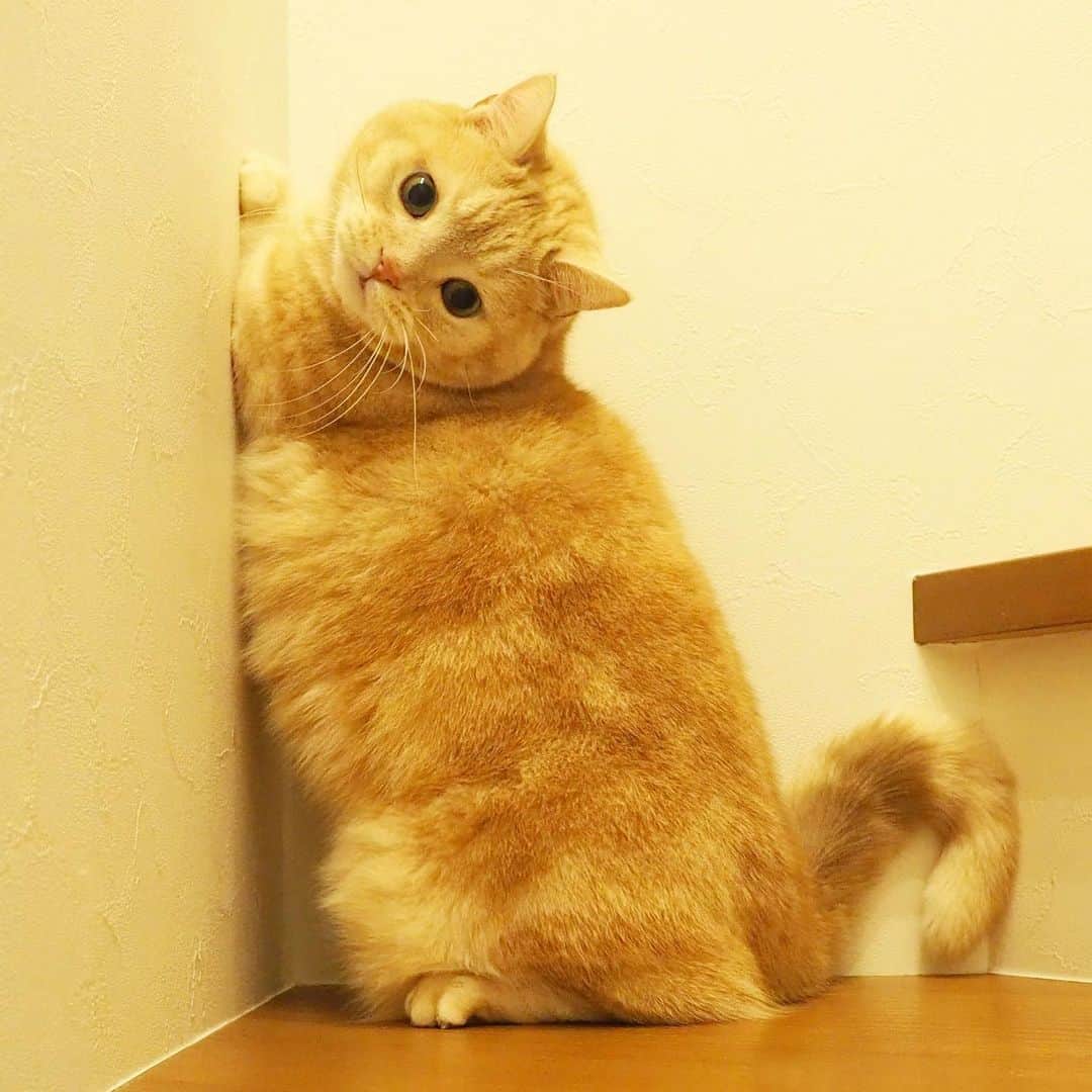 のインスタグラム：「もうすぐシニアだけど元気いっぱい。 . #ハッスル中 #筒状 #前足のかわいさ .」
