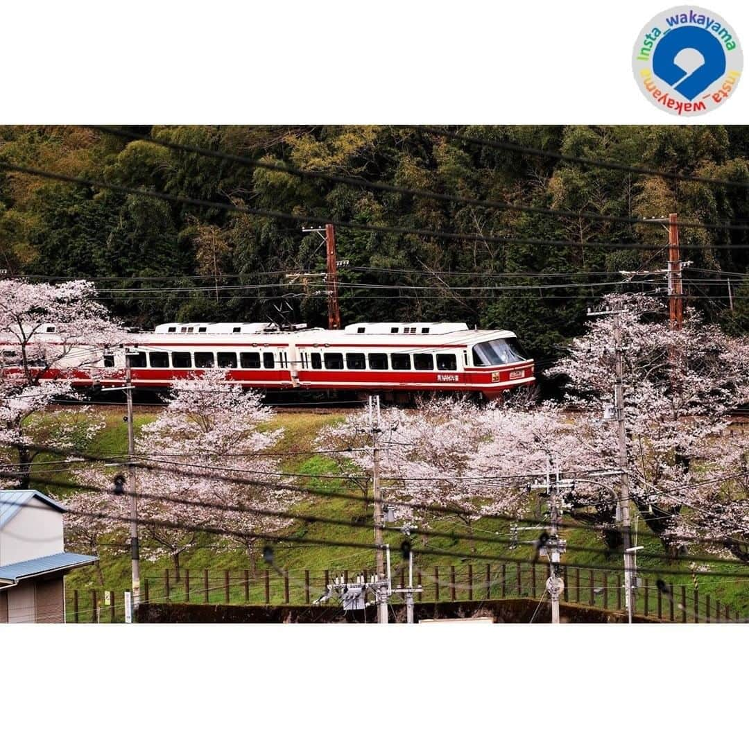 和歌山県さんのインスタグラム写真 - (和歌山県Instagram)「. Insta_Wakayamaでは、皆さんがハッシュタグをつけて投稿してくださった写真から、素敵な写真をご紹介させていただきます！ 本日のピックアップは @saitama.seasons2017 さんのお写真です☆ いつもハッシュタグのご利用ありがとうございますm(_ _)m . こちらは、橋本市と九度山町の境を走る南海高野線の特急「こうや」のお写真です。 特急「こうや」は、大阪の難波駅と高野山のふもと極楽橋駅を結んで、世界遺産・高野山への参詣客を運ぶ電車です。高野線は山岳鉄道で急カーブが続くため、「こうや」も1両の長さがとても短いのが特徴的です。 もうすぐ満開となる土手の桜🌸並木を走る「こうや」は絵になりますね😊　乗り鉄もよし、撮り鉄もよし！です👍❤ . 和歌山に関する投稿には「 #insta_wakayama 」のハッシュタグをつけてください★ 和歌山の魅力を皆さんで発信していきましょう！ ハッシュタグをつけると同時に、写真の場所の記載・位置情報の登録もお願いします🎵 . #桜 #サクラ #南海高野線 #こうや #特急こうや #30000系 #橋本市 #九度山町 #和歌山 #和歌山県 #sakura #cherryblossom #nankairailway #train #hashimoto  #kudoyama #koyasan #insta_wakayama #wakayamagram #wakayama #instameet_wakayama #nagomi_wakayama #visitwakayama #retrip_news #japan」4月2日 17時04分 - insta_wakayama