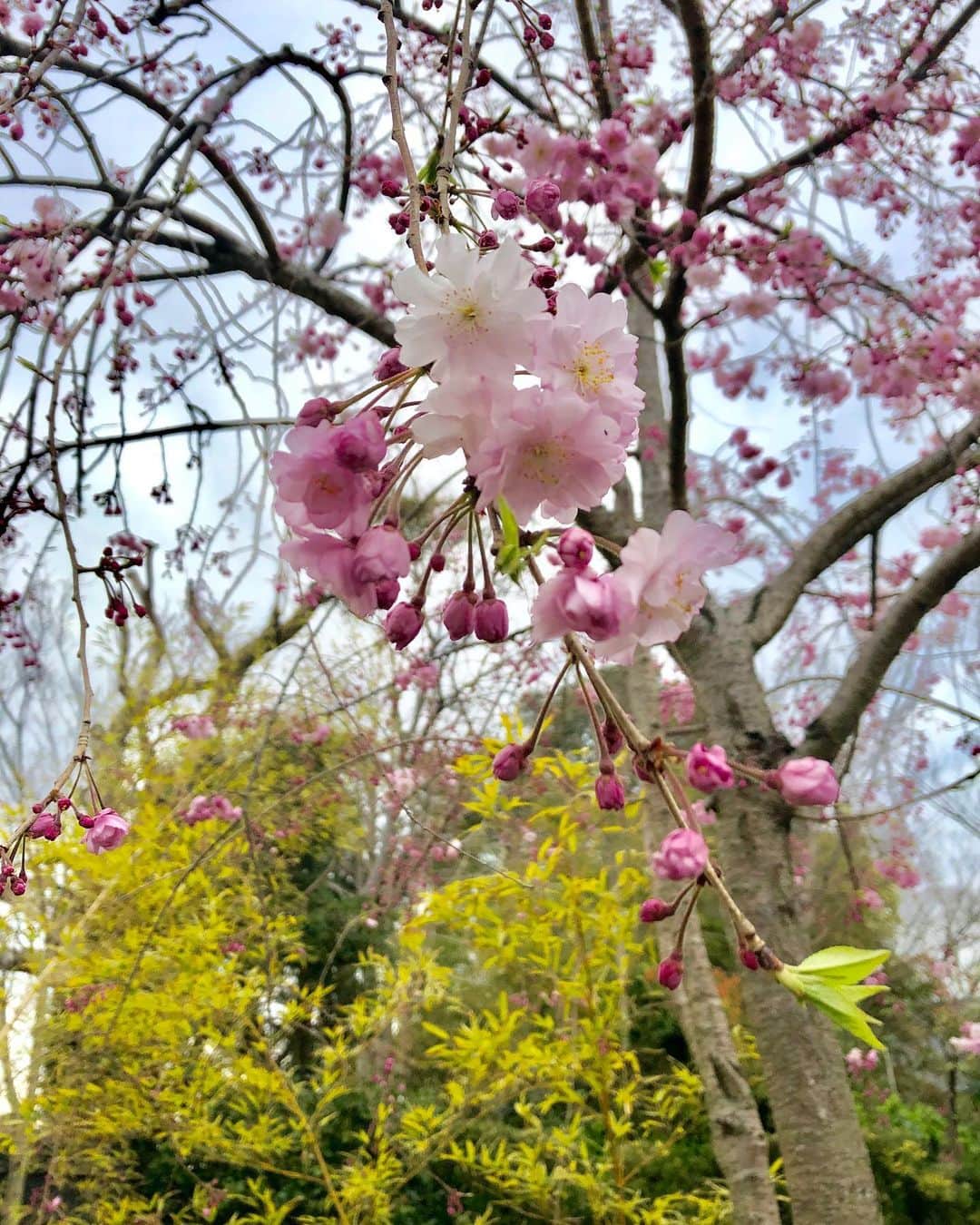 桜帆ゆかりさんのインスタグラム写真 - (桜帆ゆかりInstagram)「４月始まりましたね🌸  毎年この時期には桜が咲いて街中ピンクに染まっておさんぽが恒例でした。  来年はどうか、穏やかにおさんぽしながら桜が見れますように😢🌸 大好きな大切な皆さんがどうかご無事でいらっしゃる事をお祈りします😢✨ コロナが収まったらすぐお誘いします笑力いっーぱい全力で遊びましょうーっっ！！ #４月  #春  #桜  #コロナに負けない  #おうち時間を楽しむ  #身体も心も鍛える試練だと思って  #まずは身体鍛える  #会いたくなったら  #電話しましょ」4月2日 17時20分 - chahoroo93