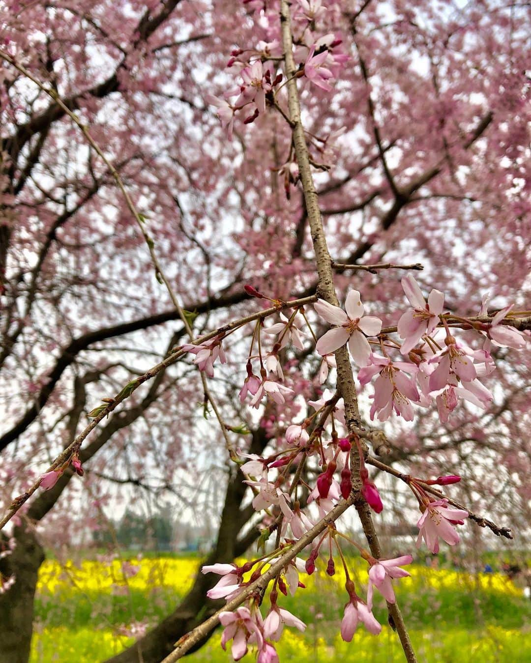 桜帆ゆかりさんのインスタグラム写真 - (桜帆ゆかりInstagram)「４月始まりましたね🌸  毎年この時期には桜が咲いて街中ピンクに染まっておさんぽが恒例でした。  来年はどうか、穏やかにおさんぽしながら桜が見れますように😢🌸 大好きな大切な皆さんがどうかご無事でいらっしゃる事をお祈りします😢✨ コロナが収まったらすぐお誘いします笑力いっーぱい全力で遊びましょうーっっ！！ #４月  #春  #桜  #コロナに負けない  #おうち時間を楽しむ  #身体も心も鍛える試練だと思って  #まずは身体鍛える  #会いたくなったら  #電話しましょ」4月2日 17時20分 - chahoroo93