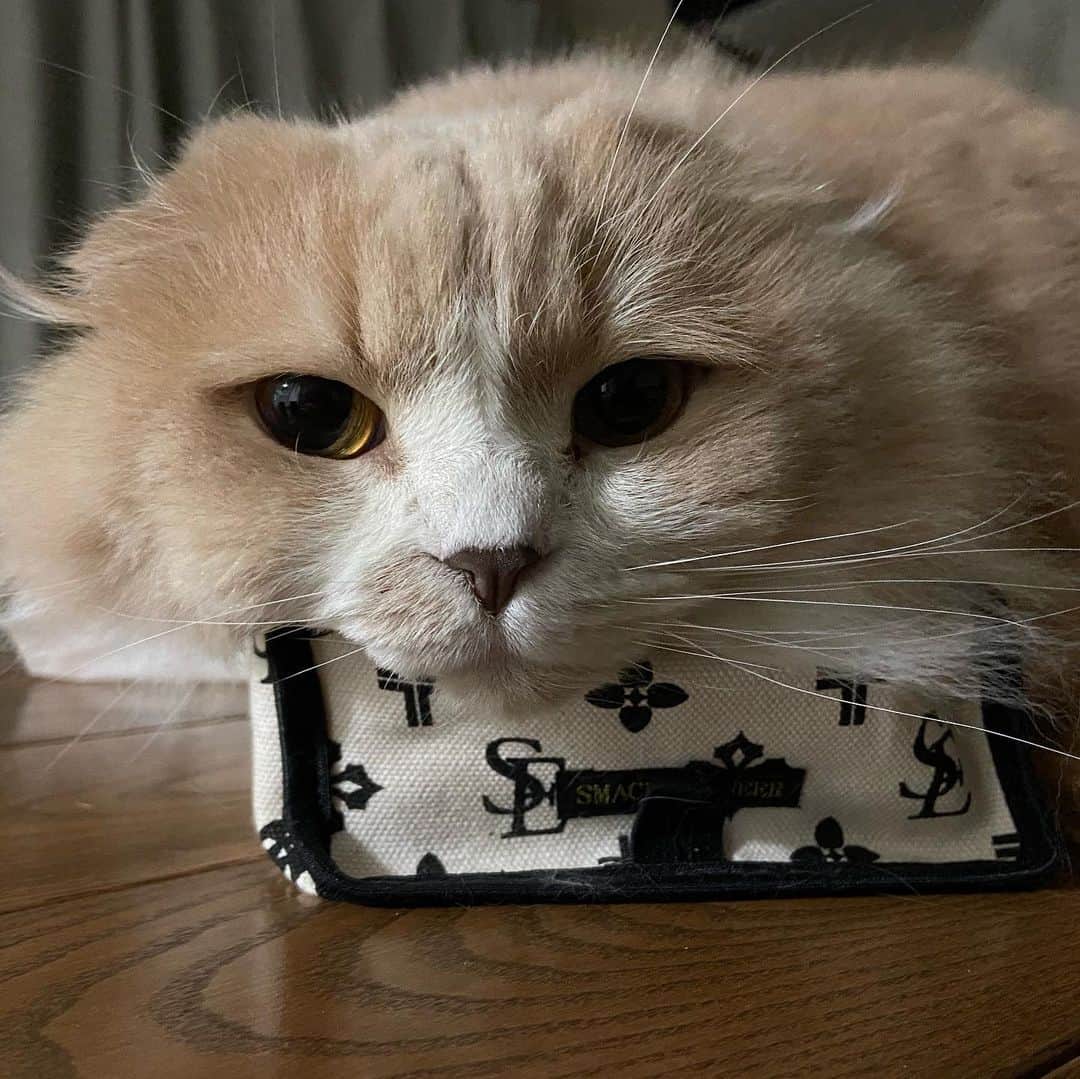 Katsuma さんのインスタグラム写真 - (Katsuma Instagram)「家にいるから猫しか載せるものがないんよ🐱」4月2日 17時33分 - katsuma_drums
