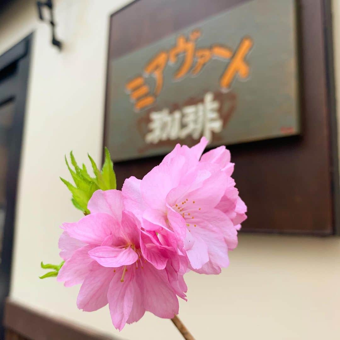 住吉美紀さんのインスタグラム写真 - (住吉美紀Instagram)「うちのカフェの八重桜がかわいくてかわいくて。癒されます。 立ち止まって写真を撮っていってくださる方もいる、看板樹木です。 花って偉大。  #桜2020 #miavatocoffee」4月2日 17時58分 - miki_sumiyoshi