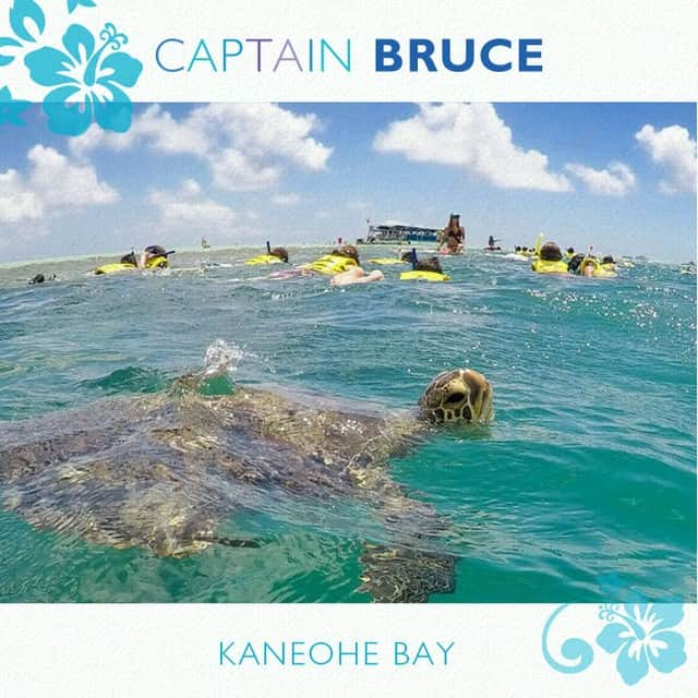 Luxury Cruise by Captain Bruceさんのインスタグラム写真 - (Luxury Cruise by Captain BruceInstagram)「ウミガメさんとシュノーケル🐢✨⁠ ⁠ #captainbruce #sandbar #kaneohe #hawaii #oahu #oahulife #ocean #ahuolaka #snorkeling with #honu #キャプテンブルース #天国の海ツアー #天国の海 #サンドバーツアー #アフオラカ #ハワイ大好き #オアフ島 #絶景 #海ガメ#ahuihou」4月2日 17時52分 - cptbruce_hi