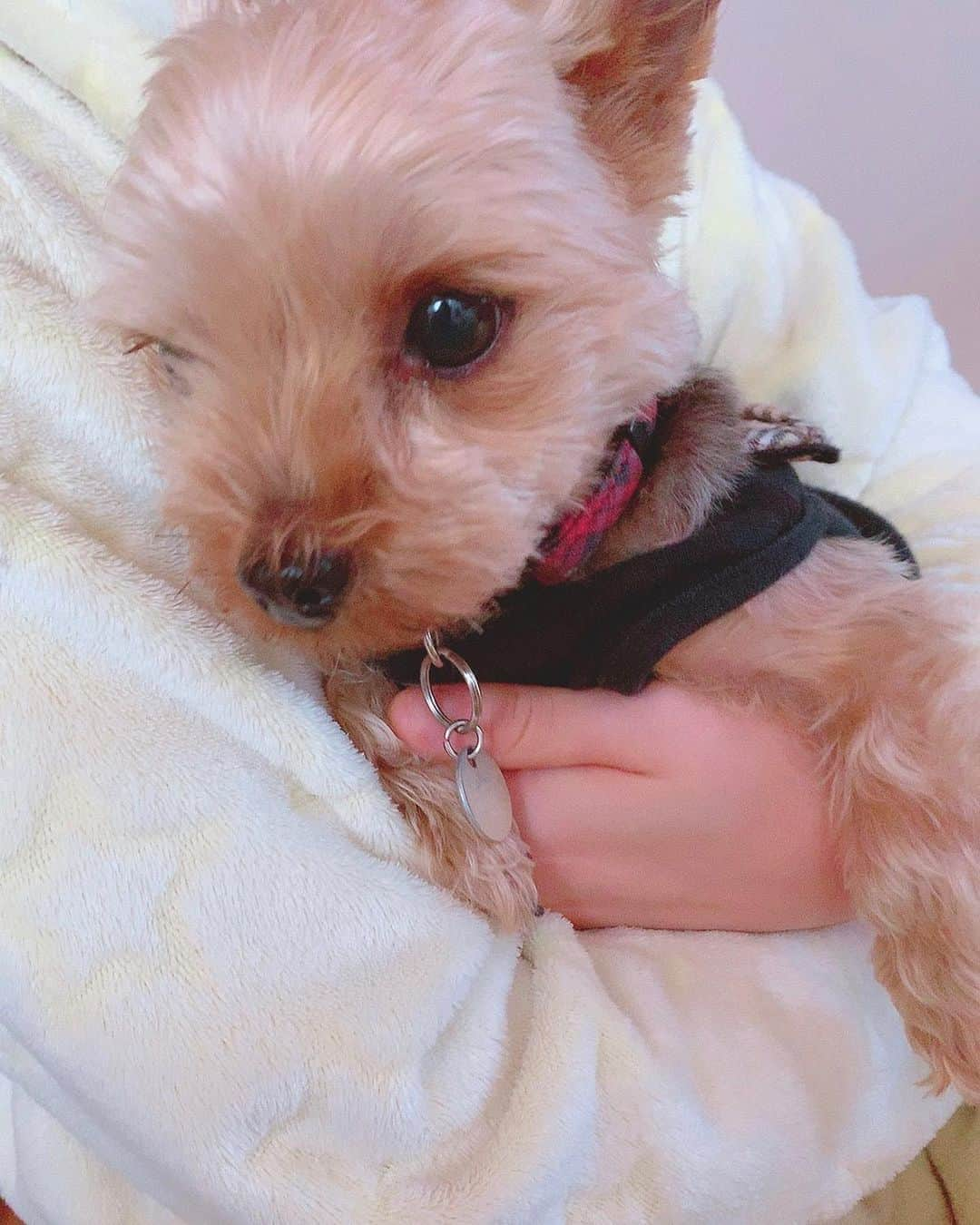 近藤玲奈さんのインスタグラム写真 - (近藤玲奈Instagram)「❤﻿ うちのイッヌ天使だからみんなみてね🐶﻿ ﻿ 名前はウタちゃん💓﻿ 女の子よ！！✨﻿ ﻿ 1枚目と2枚目に映ってるのはパジャマ着た妹です⌒(｡･.･｡)⌒﻿ ﻿ #愛犬﻿ #イッヌ﻿ #ペット﻿」4月2日 18時08分 - reina_kondo