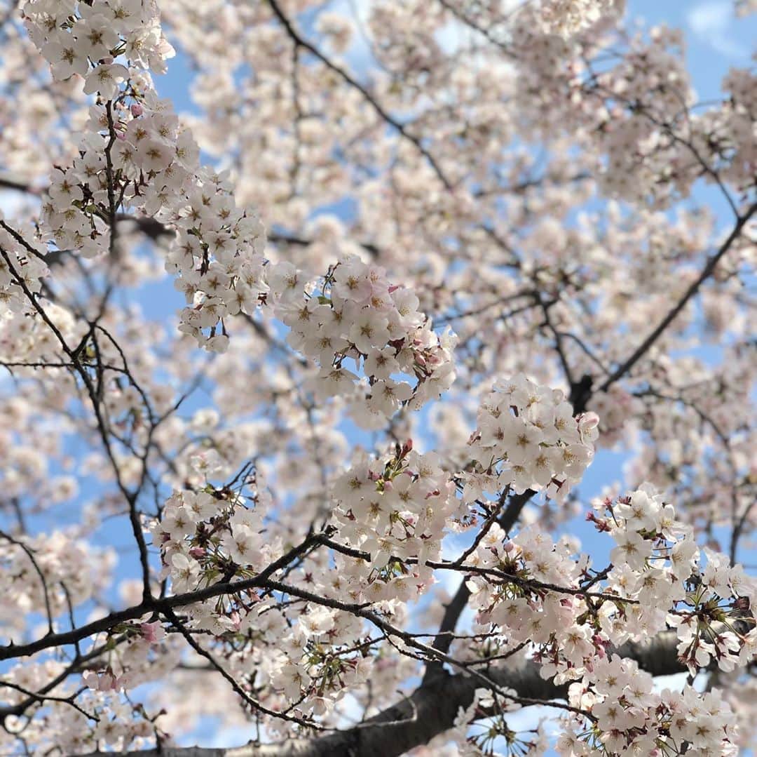 のインスタグラム：「こんな時でも、 桜はちゃんと咲く🌸んですね。  仕事以外はあまり出ないようにしていますが、毎年綺麗に咲いてる近所の桜を観てきました。  外で誰とも触れ合わないならいいかなあと。  僅かな時間でしたが、 癒されました。  皆さまもどうか気をつけて！  #さくら #松阪ゆうき #新曲  #遥かな人よ #発売決定 #6月3日 #徳間ジャパンコミュニケーションズ」