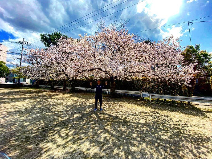 藤田慶和さんのインスタグラム写真 - (藤田慶和Instagram)「桜の季節到来🌸 Cherry Blossoms🌸 #散歩 #桜 #cherryblossom #春 #adidas」4月2日 18時00分 - yoshikazu15