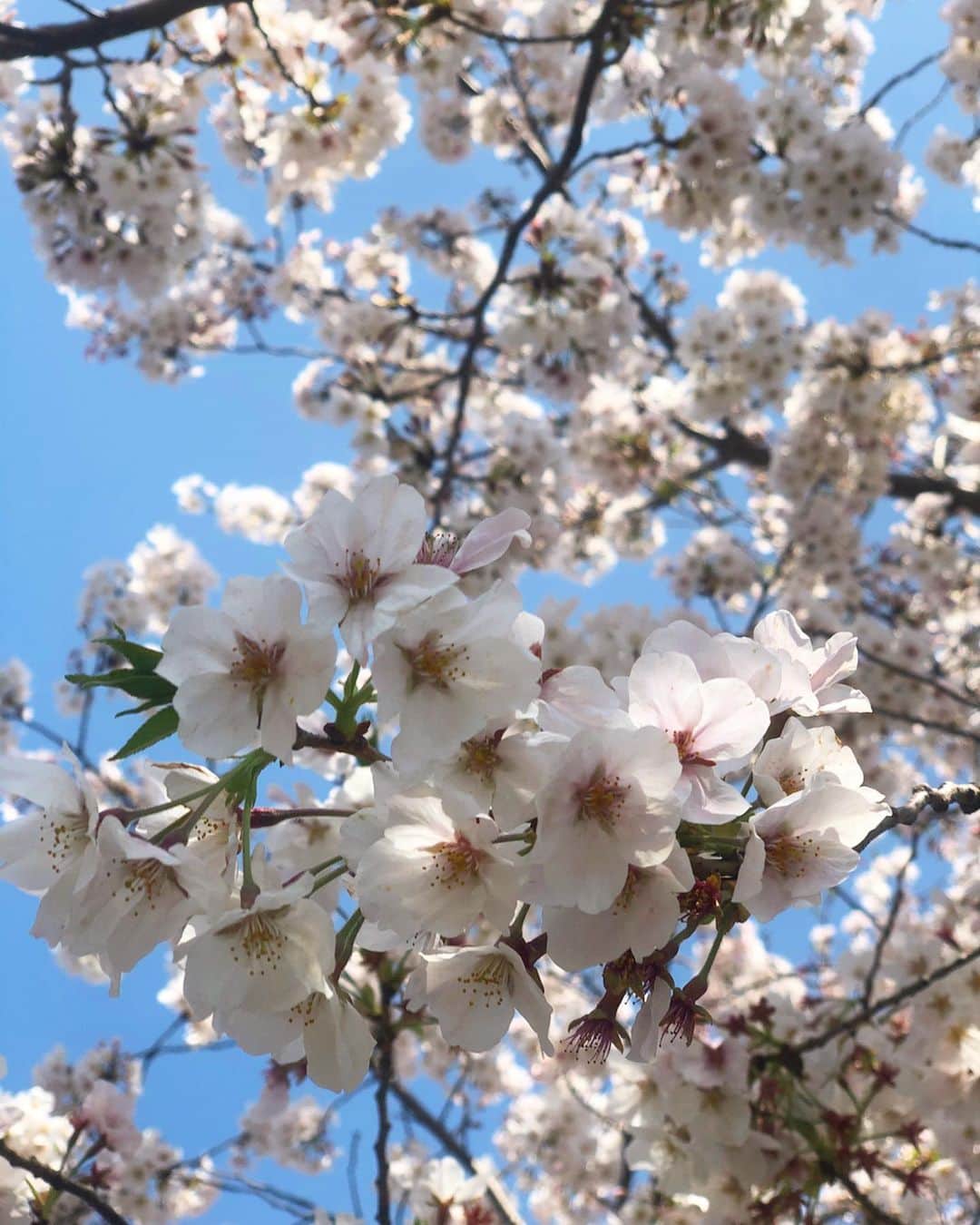 𝙺𝚢𝚘𝚔𝚘さんのインスタグラム写真 - (𝙺𝚢𝚘𝚔𝚘Instagram)「桜満開🌸  コロナよ、早く消えてくれ。 . . . . #桜#満開#桜道#cherryblossom #flowers #春のウキウキ返して」4月2日 18時09分 - kyoookooo71