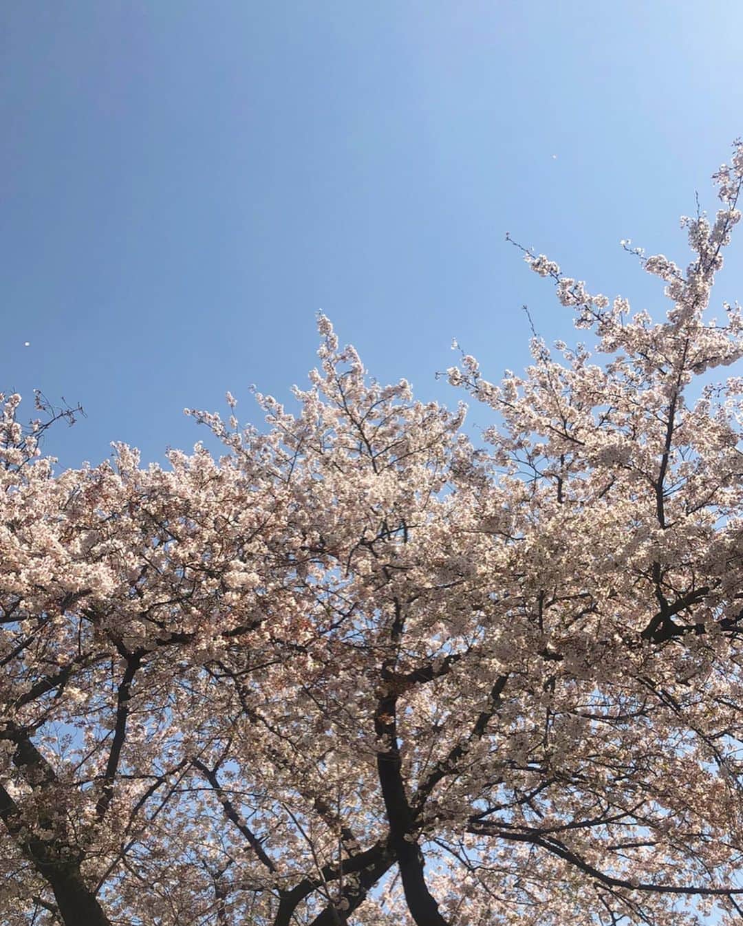 𝙺𝚢𝚘𝚔𝚘さんのインスタグラム写真 - (𝙺𝚢𝚘𝚔𝚘Instagram)「桜満開🌸  コロナよ、早く消えてくれ。 . . . . #桜#満開#桜道#cherryblossom #flowers #春のウキウキ返して」4月2日 18時09分 - kyoookooo71