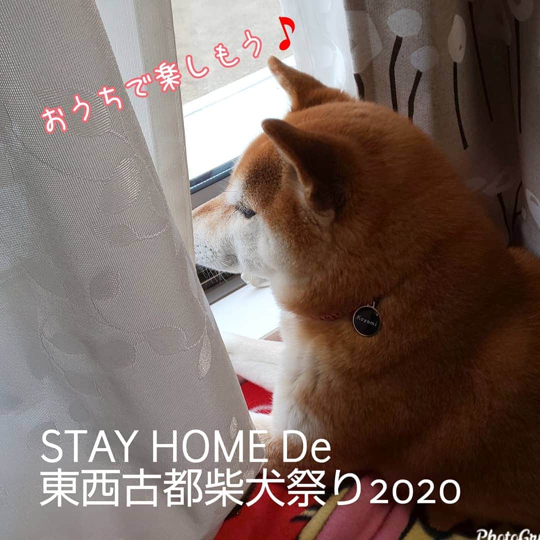 ハナとソラさんのインスタグラム写真 - (ハナとソラInstagram)「* 《大切なお知らせ》 2020東西古都犬祭りの開催について  今年は『STAY HOME De 東西古都柴犬祭り』として、 京都 @kyotodogcafe  鎌倉 @pas_a_pas_inuneco  個々に専用の通販サイトを立ち上げ、ネットでの販売のみでの開催、とされる事が決定しました。 * グッズを実際に手にとってご覧いただけないことはとても残念ですが、 今は自分や大切な人の安心安全を最優先に考えるべき時だと思います。 * ここ柴のグッズは マグカップ２色 マスキングテープ Tシャツ ポストカード を準備しております😉  グッズの詳細も可能なかぎりこちらでお伝えしたいと思っています😊 * ※先日ご予約いただいたバンダナについては、こちらから発送させていただきます。 * 外出自粛のなか、各ご家庭で柴犬祭りを楽しんでいただければ幸いです。 グッズを持ってお出かけできる日が一日も早く訪れますように。  詳しくは、 京都 @kyotodogcafe  鎌倉 @pas_a_pas_inuneco  にてご確認下さい。  #東西古都柴犬祭り #柴犬祭り #ここ柴グッズ #ここ柴部 #kyotodogcafe #柴犬こよみ」4月2日 18時23分 - nsdikm_hanasora