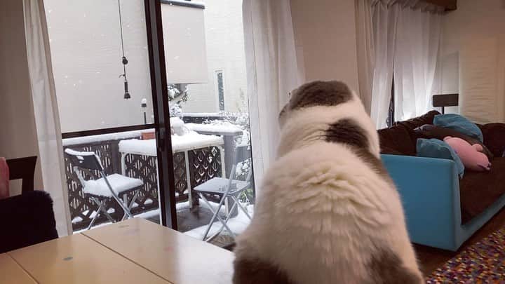 サイモンとマルティナのインスタグラム：「Tuck into a nice, calm, video ☺️❄️ Tokyo got hit with a surprise snowfall in the middle of spring, resulting in beautiful and strange scenery. Enjoy some snowy #cherryblossom scenery and a small snowman building tutorial 🌸❄️」