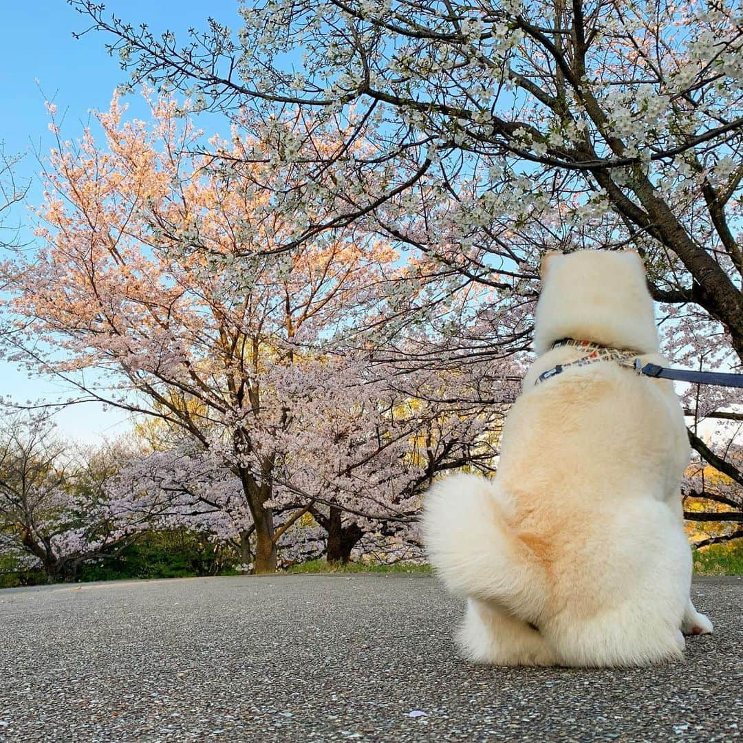 さなさんのインスタグラム写真 - (さなInstagram)「NAOちゃん、お父さん、 いつものように　桜　咲いたよ。 おかしいな、どうして　いないんだろ。 毎日、毎日、遠くてもお互いを見つけ合って、 笑顔で手を振り合って、 駆け寄って、喜び合って、 オヤツ食べ合って、 いつものよにまたねって。 車越しにまたねって。  なのに、なんでもう会えないんだろ。 いつもの日常なのに、 なんでもう会えないんだろ。  NAOちゃん、お父さん、 いつもの場所で待ってるよ。 さな　待ってるよ。 二人のこと、待ってるよ。」4月2日 19時29分 - uminoriharu