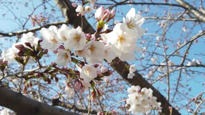 COMA-CHIのインスタグラム：「SAKURA movie for staying at home🌸 今年はゆっくりお花見も出来ないから、自宅で雰囲気だけでも楽しめるようにと 動画素材切り貼りして桜ムービーを作りました。 This song 「AWA」 is from COMA-CHI & @uyamahiroto 's new EP. It will be coming soon!!! 【📺You can watch full video link in bio】 BGMの楽曲「AWA」はもうすぐ発売予定のCOMA-CHI&Uyama Hiroto 1st EP「Japanoia」に収録する一曲です。 【📺プロフィールのLinkからフルバージョン見れます】 Please stay home and　Let's Cherry-blossom viewing in the room... 収束するまでは、なるべく自宅で楽しんで、みんなで力を合わせて乗り切りましょう☺️✨ #stayhome #sakura #cherryblossom #japanoia」