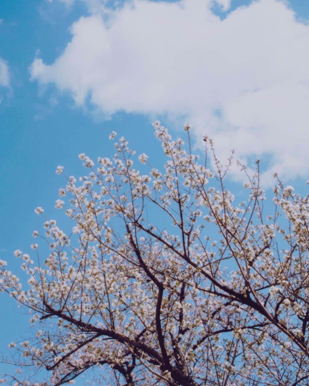 太田好治さんのインスタグラム写真 - (太田好治Instagram)4月2日 19時38分 - yoshiharuota
