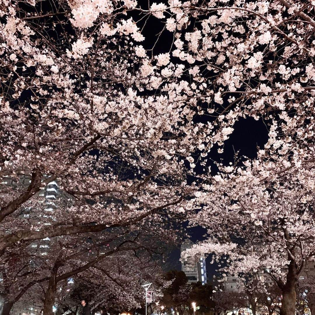 愛水せれ奈さんのインスタグラム写真 - (愛水せれ奈Instagram)「2020年3月21日 撮影 . 桜は相も変わらず綺麗でした🌸😄🌸 桜を見ると#勇気 をもらいます✨ 桜を見ると#希望 が湧きます✨ 今の御時世、先行き分かりませんが桜を見て少しでも#元気 になれたらなぁと思います🌟😊🌟 . . #桜 #cherryblossom  #夜桜 #錦糸町」4月2日 20時06分 - airi.aaari.aimi