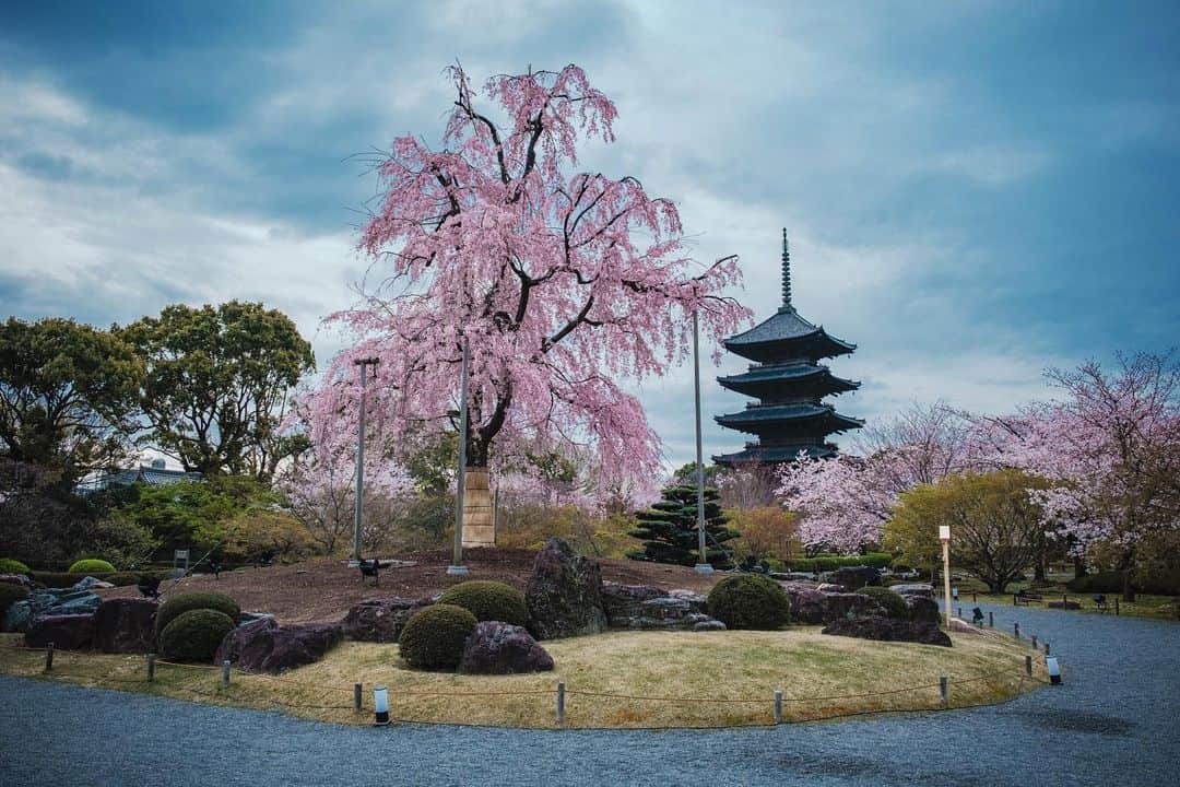 京都いいとこフォトのインスタグラム：「. 不二桜と五重塔。 . Cherry blossoms and five stories. . Location : #東寺 #toji Photo : @kohei713 . 外出自粛の中、少しでも京都の春をお届けし、 少しでも気持ちが穏やかになっていただけたらなと思います。 . A little spring photo of Kyoto, I hope that you can relax your heart a little. .」