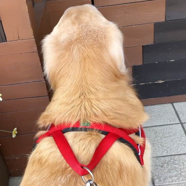 高橋ひとみのインスタグラム