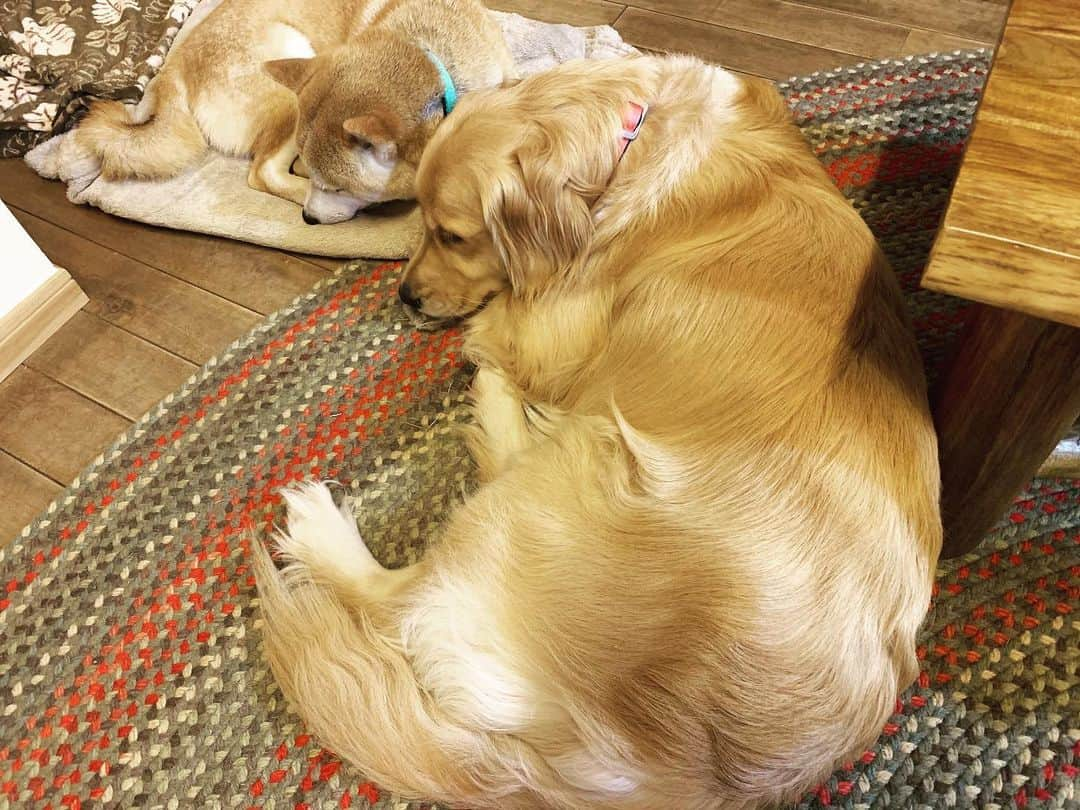 篠原信一さんのインスタグラム写真 - (篠原信一Instagram)「おやすみワン💤💤 #柴犬 #しばいぬ #ゴールデンレトリバー #小鉄とニコの大冒険  #shibainu #goldenretriever #いぬすたぐらむ #いぬのいる暮らし #犬との暮らし #おやすみ  #ねる」4月2日 20時44分 - kotetu__niko