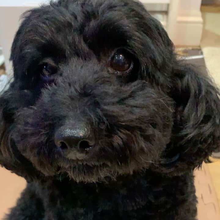 岸本加世子のインスタグラム：「殿くん。５歳のお誕生日。こんなに小さかったのに。病気ひとつせず元気に成長しました。#黒トイプー」