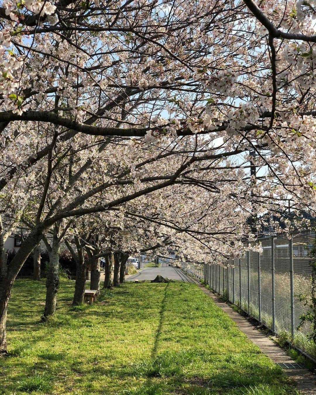 岡部亜紀さんのインスタグラム写真 - (岡部亜紀Instagram)「少しだけお花見🌸」4月2日 20時55分 - akiokabe